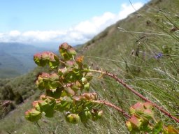 Euphorbia natalensis